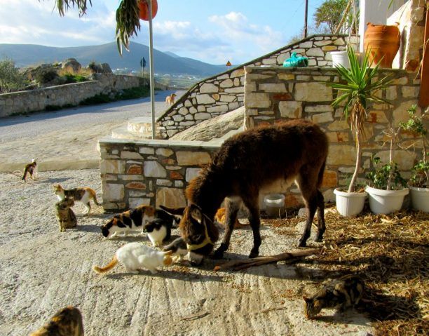 Ο γαϊδαράκος που τρώει γατοτροφή στην Πάρο